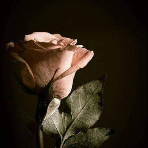 Mariam63