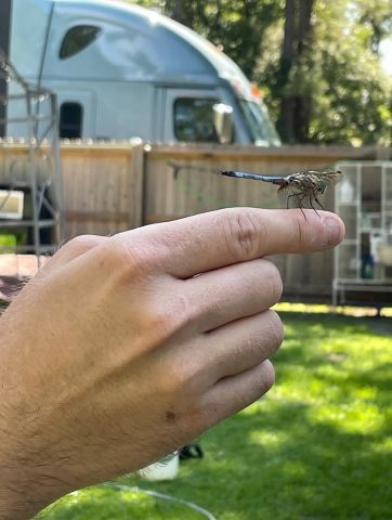 Heartonfire is Single in SPRINGFIELD, Georgia, 6