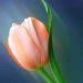 Tomorrow60 is Single in Visakhapatnam, Andhra Pradesh