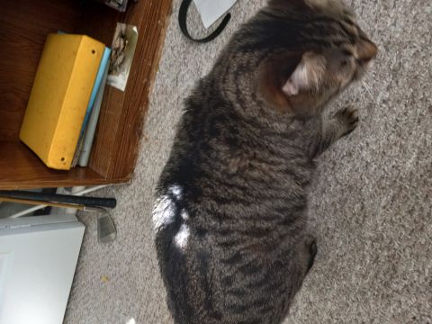 TimDB is Single in GRAND RAPIDS, MI, Michigan, 4