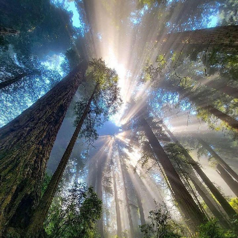 PeacefulShade