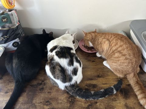 Awagoh is Single in New York, New York, 3