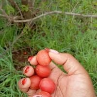 Mmatsela
