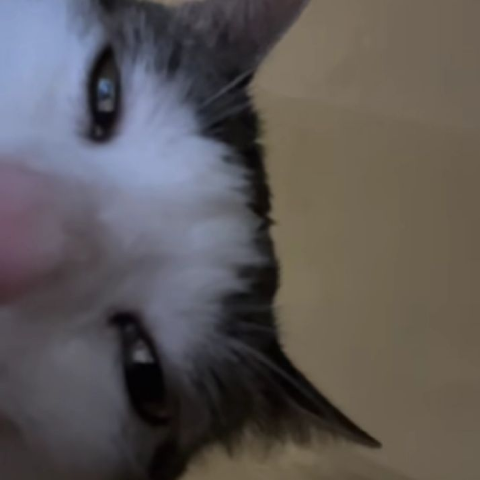Nussrat