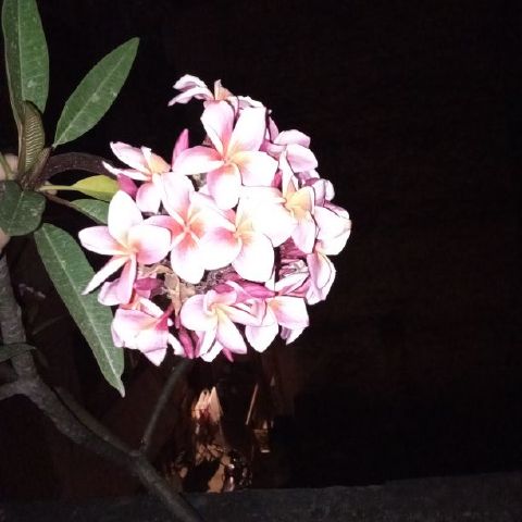 Nitish301