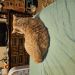 reiss_john is Single in ADRIAN, Minnesota, 1