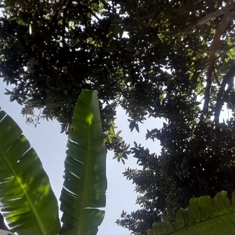 nabukera256