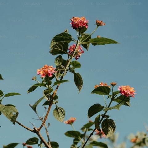 Floram88 is Single in Guwahati, Assam, 2