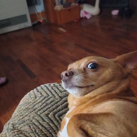 Tabbt5431
