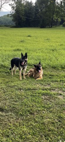 blue1965 is Single in Pen Argyl, Pennsylvania, 4