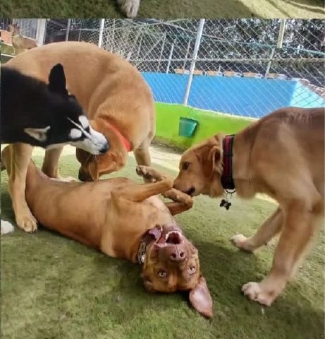 Justdianam is Single in Bucaramanga, Santander, 4