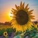 RenSunMiLady is Single in Inactive, Kansas