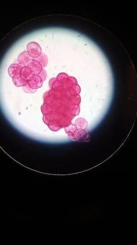 Saruman is Single in YUKON, Oklahoma, 2