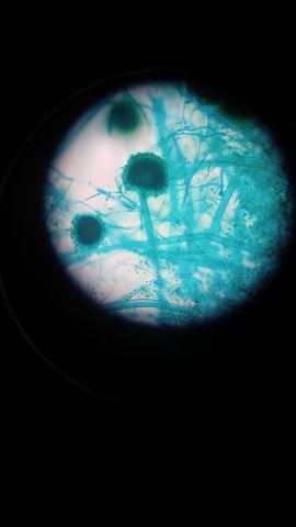 Saruman is Single in YUKON, Oklahoma, 3