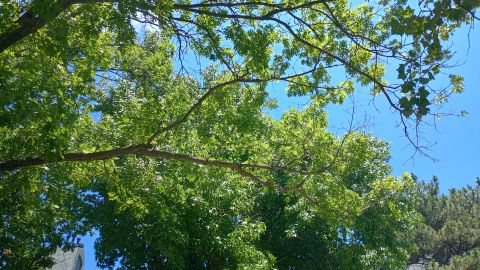 Saruman is Single in YUKON, Oklahoma, 4