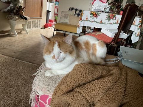 mimielf is Single in Davenport, Iowa, 4