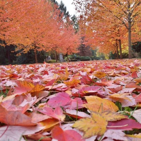 vika2025 is Single in UP, Uttar Pradesh, 1