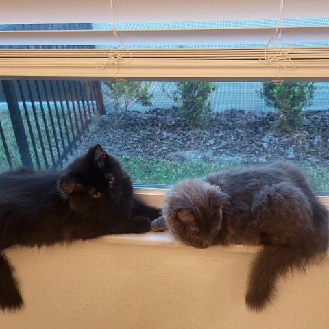 Danielj244 is Single in Parrish, Florida, 5