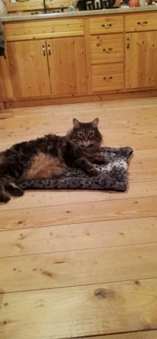 InFaith228 is Single in STOCKTON, Missouri, 4