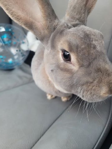 WolfyNinja is Single in POST FALLS, Idaho, 1