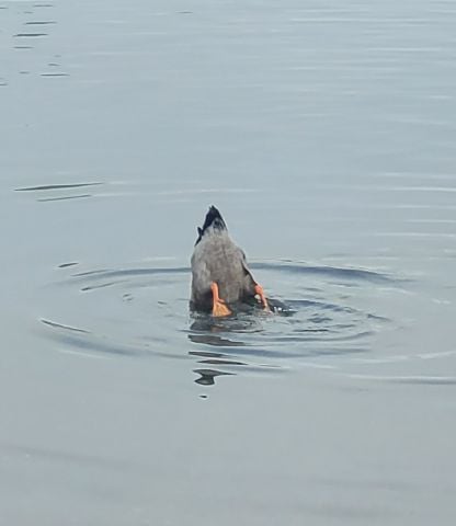 WolfyNinja is Single in POST FALLS, Idaho, 2