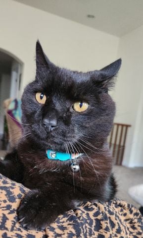 JeannieT is Single in Amelia, Ohio, 2