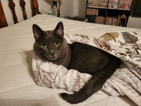 Bookwyrm14 is Single in SIOUX FALLS, South Dakota, 7