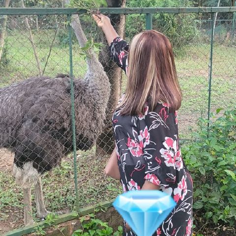 Yollen
