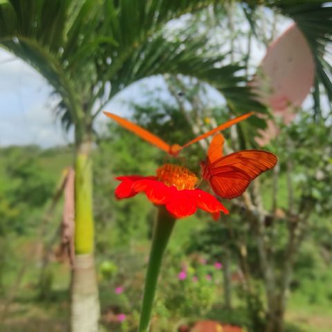 Junior86 is Single in Colón, Colon, 3