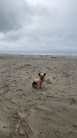 Kenzi296 is Single in Sandy, Oregon, 4