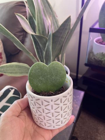 Marielle25 is Single in Kansas city, Missouri, 3