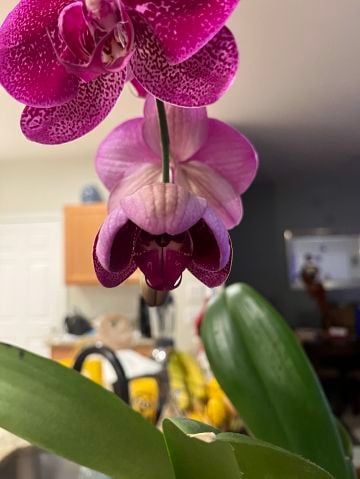 Marcia8112 is Single in Ocala, Florida, 4