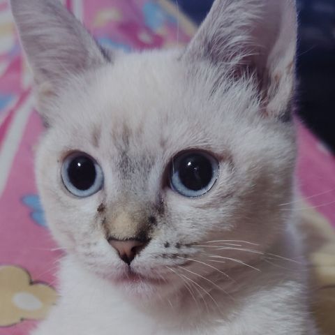 Gigi66qmz