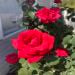 Loretta38 is Single in Cardington, Ohio, 3