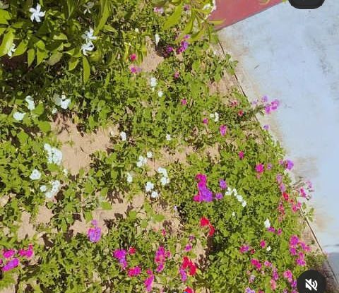 kabdanielz is Single in kases, Kasese, 3