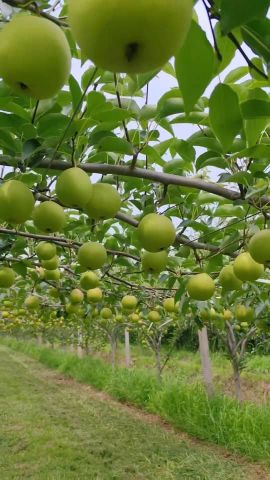 kabdanielz is Single in kases, Kasese, 4