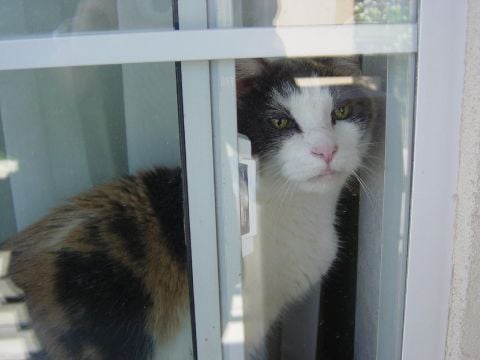 LuisNewCreation is Single in Louisville, Kentucky, 11