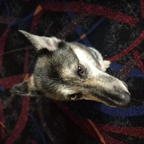 Henrythe18th is Single in Lakewood, Colorado, 2