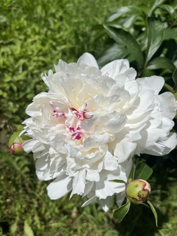 Peony1981