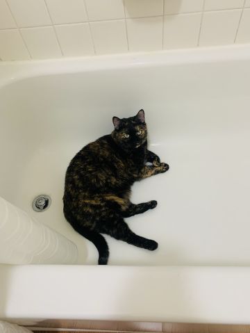 Geovanaa is Single in San Antonio, Texas, 5