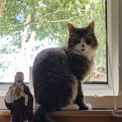 Paulawhiteman is Single in St Andrews, Scotland, 4