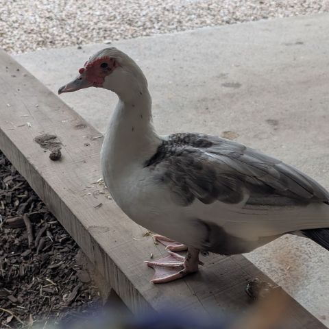 Danzski84 is Single in Kingstown, Tasmania, 3