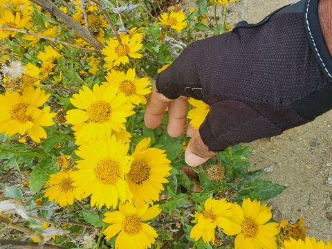 Godwillawaysbefirst is Single in COVINA, California, 1