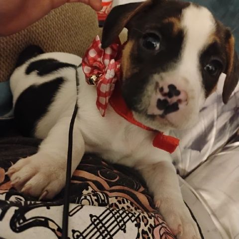 Niki1992 is Single in Ely, Nevada, 4