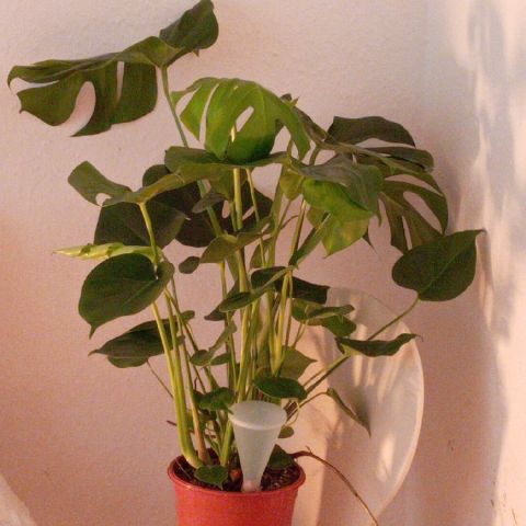 Zz18w is Single in London, England, 3