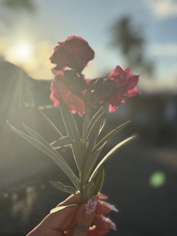 JazzieLuv is Single in Phoenix, Arizona, 3