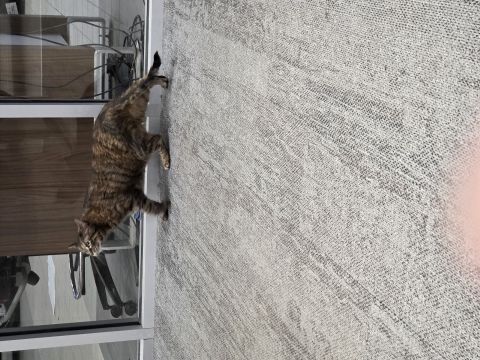 Bweet is Single in SOLDOTNA, Alaska, 3