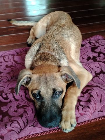 Elnaya is Single in Tamarin, Black River, 2