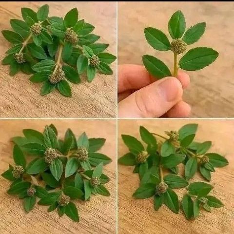 Berth85 is Single in B, Bujumbura, 2