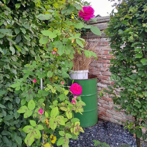 rendon is Single in Koondrook, Victoria, 4